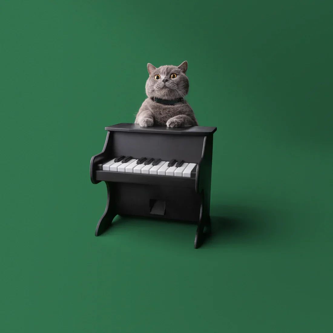 Pet Piano