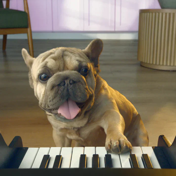 Pet Piano