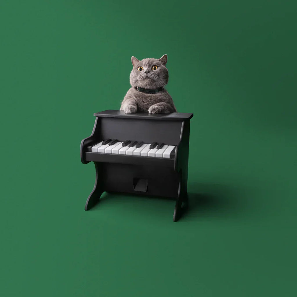 Pet Piano