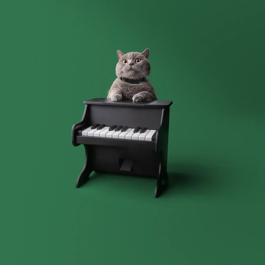 Pet Piano